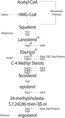 Regulation of Sterol Biosynthesis in the Human Fungal Pathogen Aspergillus fumigatus: Opportunities for Therapeutic Development